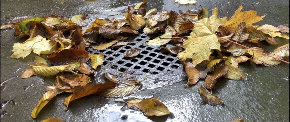 Våta höstlöv som täpper till en dagvattenbrunn